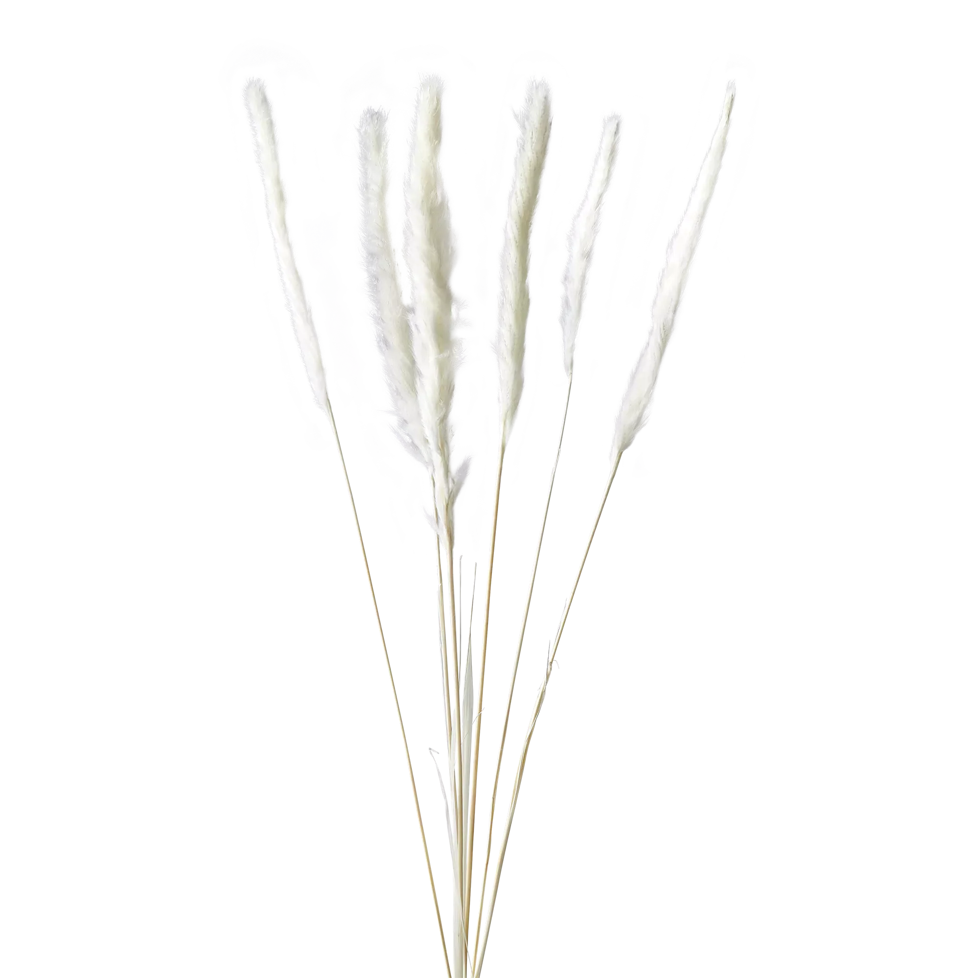 Pampas
